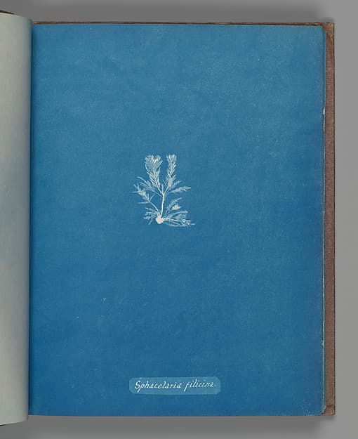 Anna Atkins. Botanical Leaf "Sphacelaria filicina"