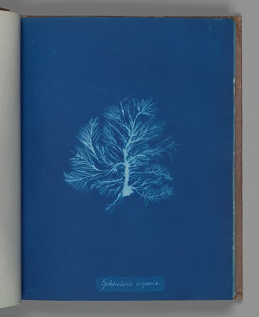 Anna Atkins. Botanical Leaf "Sphacelaria scoparia"