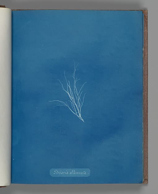 Anna Atkins. Botanical Leaf 'Striaria attenuata'