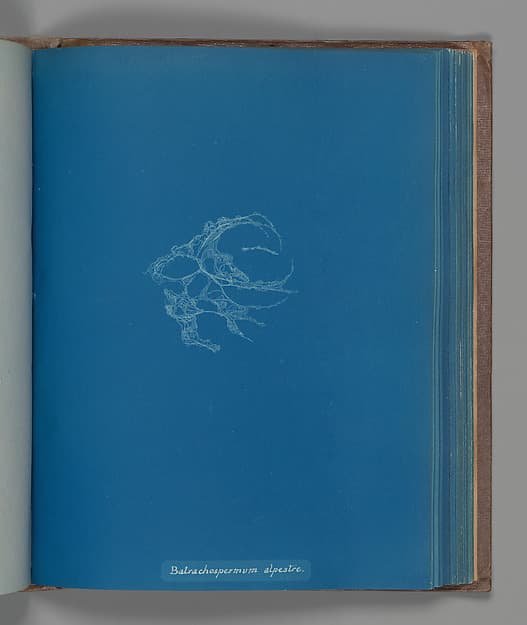 Anna Atkins. Botanical Leaf Batrachospermum alpestre