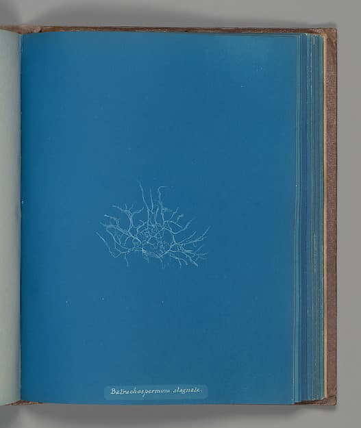 Anna Atkins. Botanical Leaf “Batrachospermum stagnale”