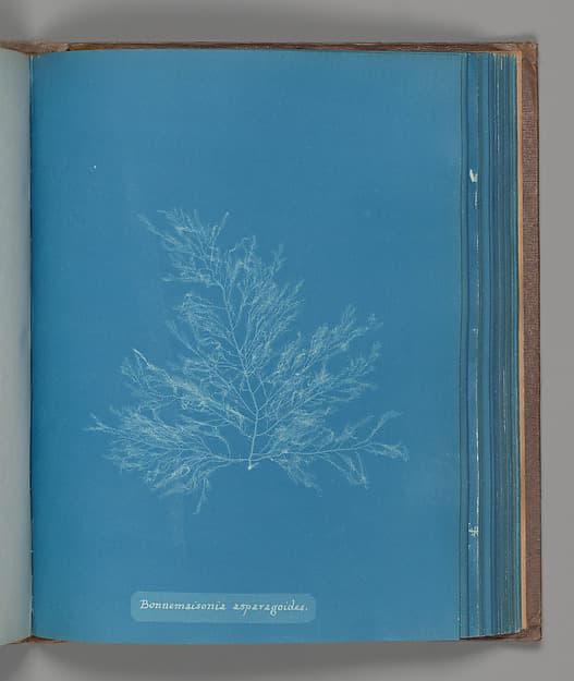 Anna Atkins. Botanical Leaf “Bonnemaisonia asparagoides”