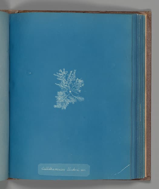Anna Atkins. Botanical Leaf «Callithamnion Hookeri, var.»