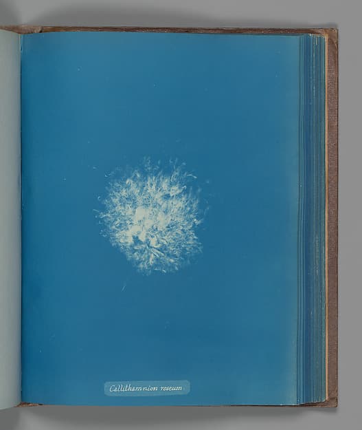 Anna Atkins. Botanical Leaf "Callithamnion roseum"