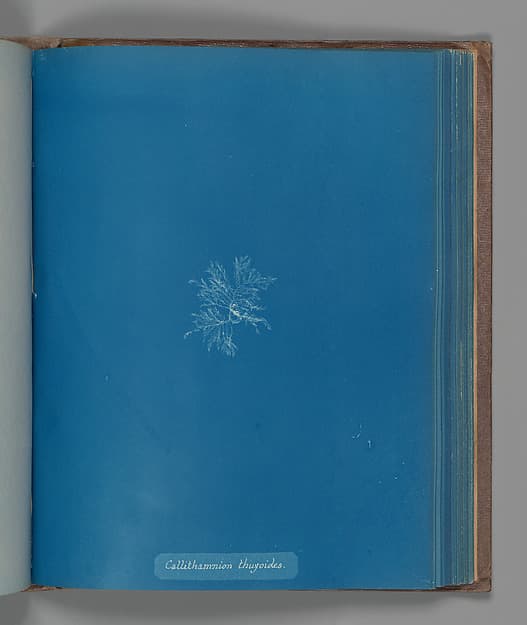 Anna Atkins. Botanical leaf “Callithamnion thuyoides”