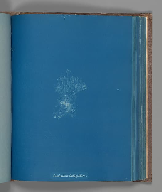 Anna Atkins. Botanical Leaf “Ceramium fastigiatum”