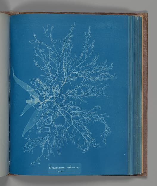 Anna Atkins. Botanical Leaf “Ceramium rubrum, var.”