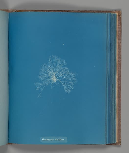 Anna Atkins. Botanical Leaf Ceramium strictum