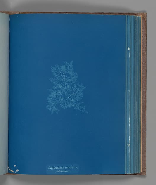 Anna Atkins. Botanical Leaf “Chylocladia clavellosa, ß sedifolius”