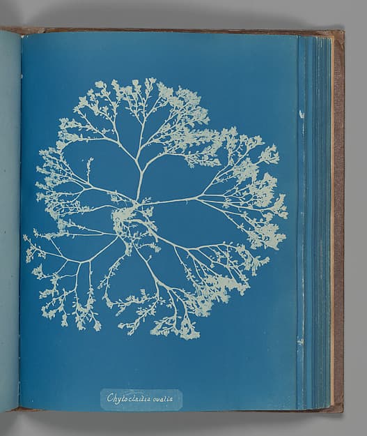 Anna Atkins. Botanical Leaf 'Chylocladia ovalis'