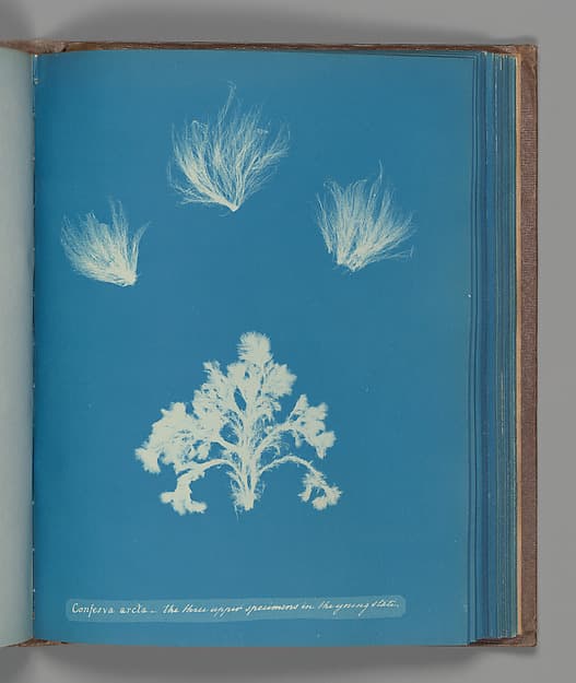 Anna Atkins. Botanical Leaf Confera arcta - the three upper specimens in the young state