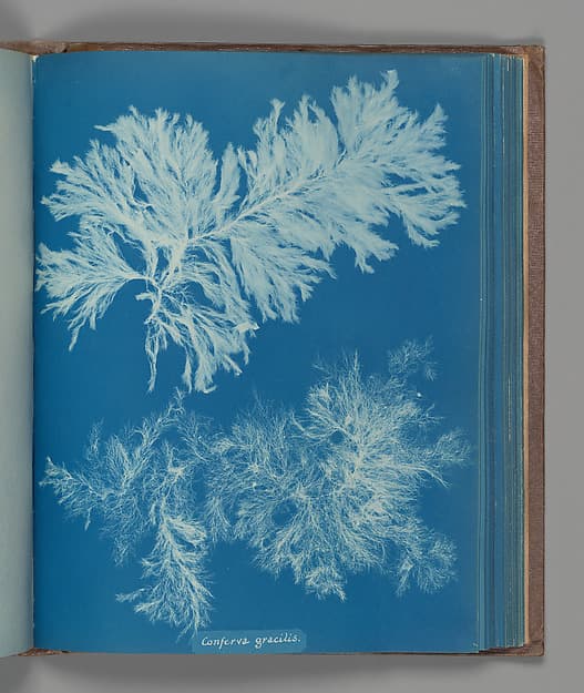 Anna Atkins. Botanical Leaf "Conferva gracilis"