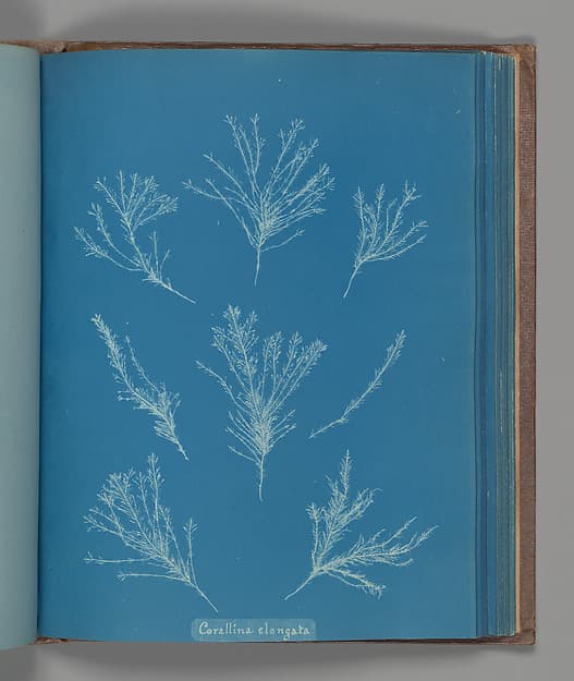 Anna Atkins. Botanical Leaf “Corallina elongata”