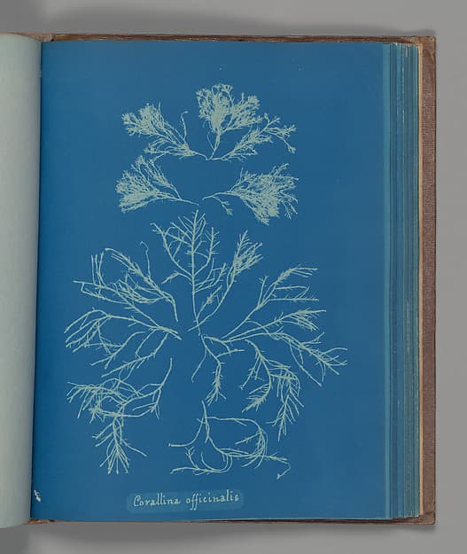 Anna Atkins. Botanical Leaf 'Corallina officinalis'