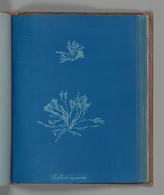 Anna Atkins. Botanical Leaf «Corallina squamata»