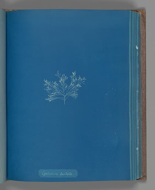 Anna Atkins. Botanical Leaf "Cystoseira barbata"