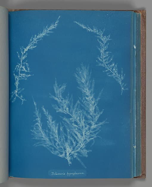Anna Atkins. Botanical Leaf “Delesseria hypoglassum”