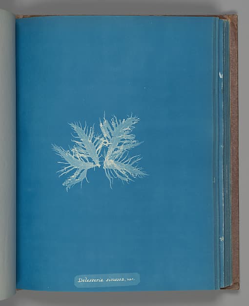 Anna Atkins. Botanical Leaf "Delesseria sinvosa, var."