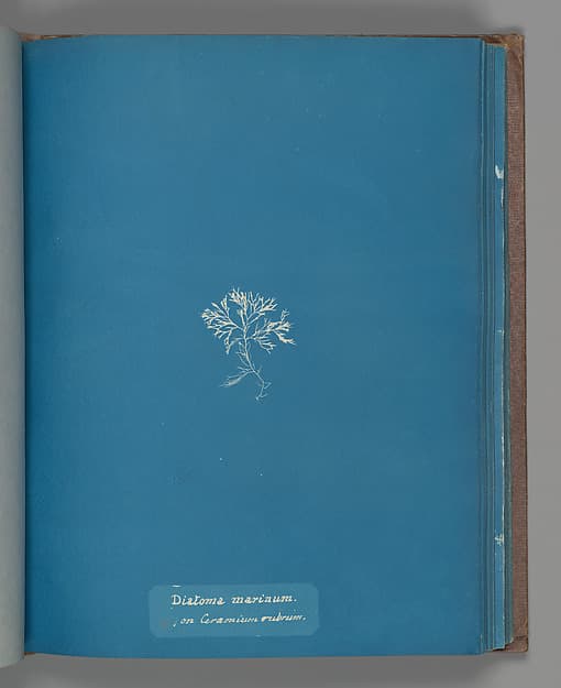 Anna Atkins. Botanical leaf «Diatoma marinum on Ceramium rubrum»