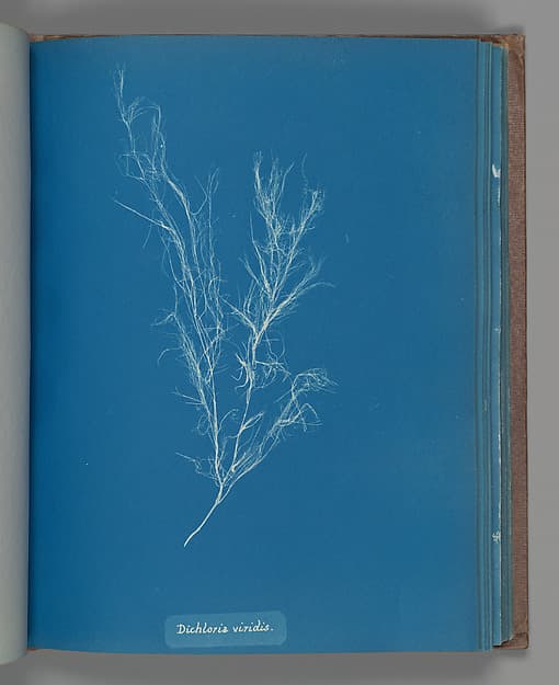 Anna Atkins. Botanical Leaf «Dichloria viridis»