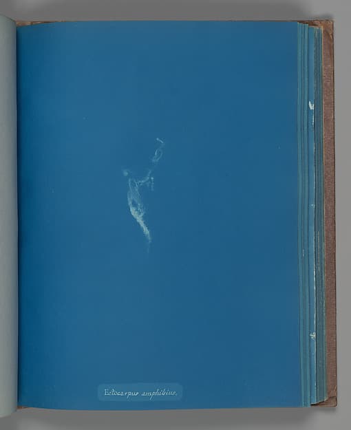 Anna Atkins. Botanical Leaf "Ectocarpus amphibius"