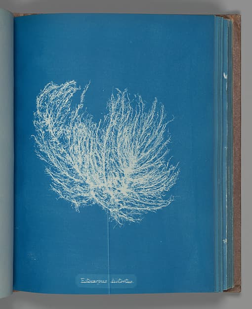 Anna Atkins. Botanical Leaf “Ectocarpus distantus”