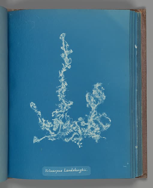 Anna Atkins. Botanical Leaf Ectocarpus Landsburghii