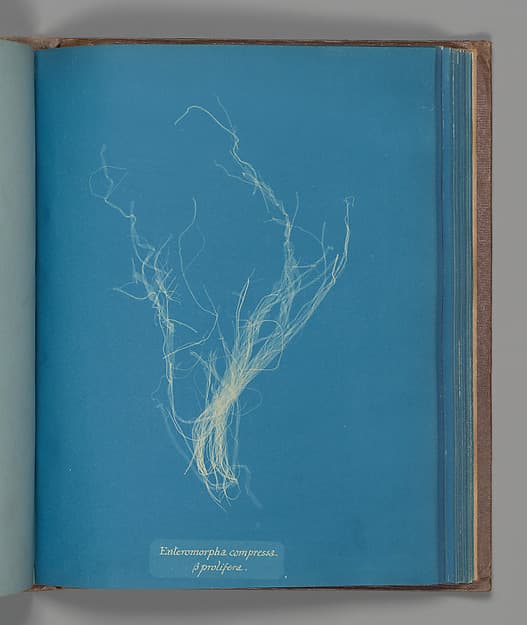 Anna Atkins. Botanical Leaf “Enteromorphia compressa, ß prolifera”