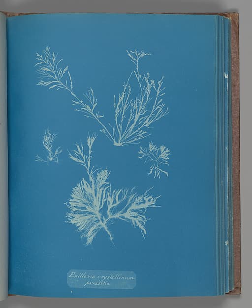 Anna Atkins. Botanical Leaf "Exillaria crystallinum parasitic"