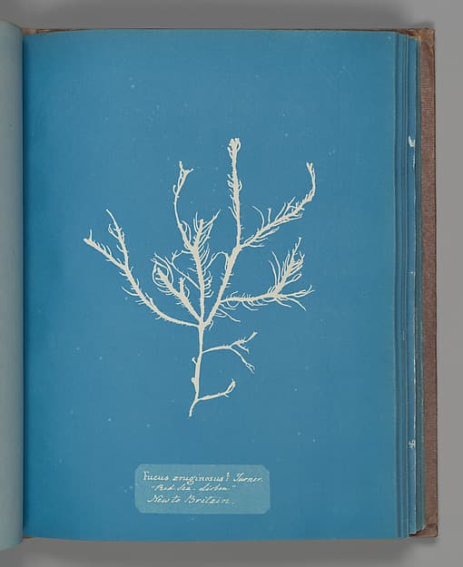 Anna Atkins. Botanical Leaf «Fucus æruginosus Turner. "Med. Sea Sisbon" New to Britain.»