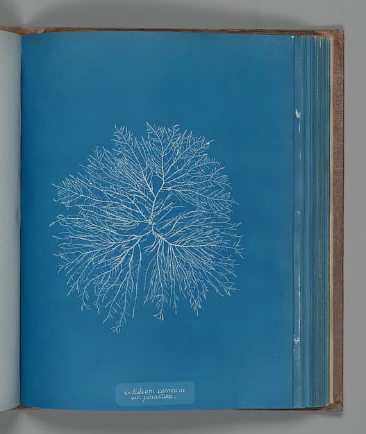Anna Atkins. Botanical Leaf "Gelidium corneum, var. pinnatum"