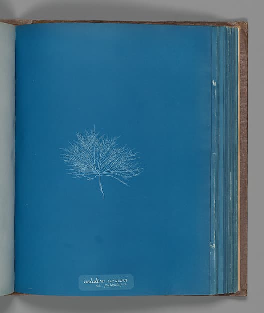 Anna Atkins. Botanical Leaf "Gelidium corneum, var. pulchellum"