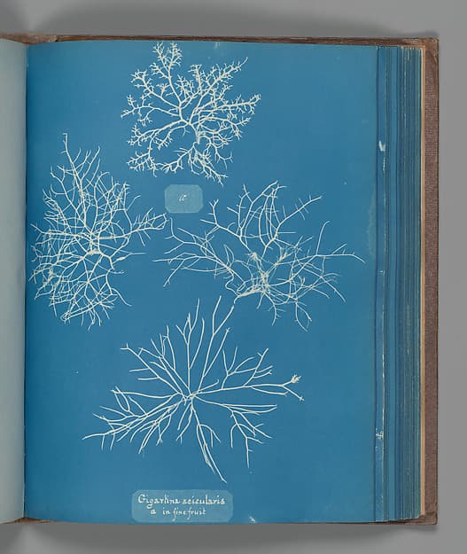 Anna Atkins. Botanical Leaf “Gigartina acicularis, a in fine fruit”