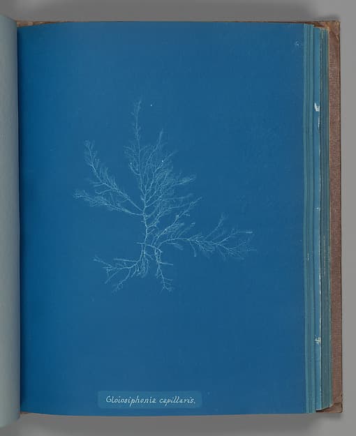 Anna Atkins. Botanical Leaf "Gloisiphonia capillaris"