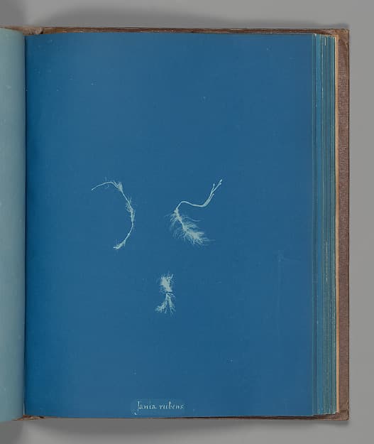 Anna Atkins. Botanical Leaf "Jania rubens"