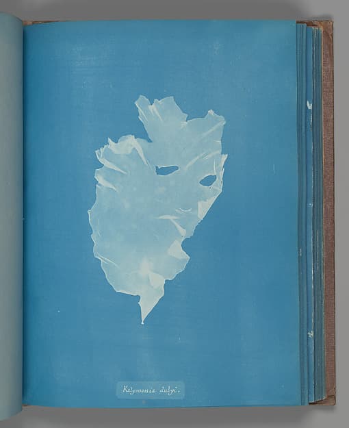 Anna Atkins. Botanical leaf "Kalymenia dubyi"