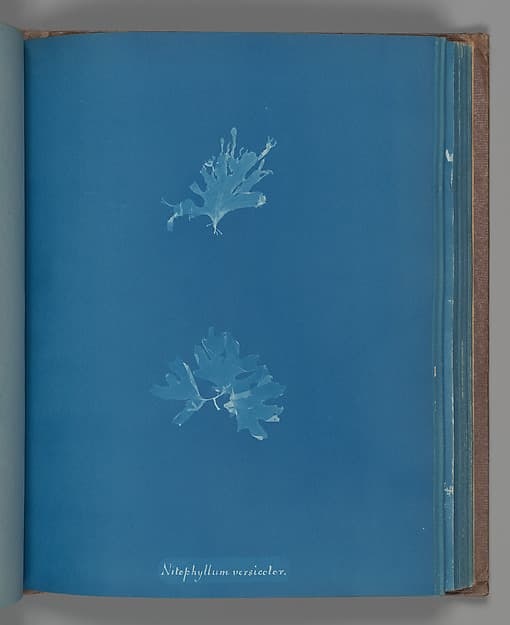 Anna Atkins. Botanical Leaf "Nitophyllum versicolor"