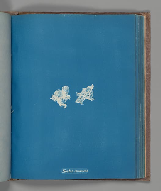 Anna Atkins. Botanical Leaf "Nostoe commune"
