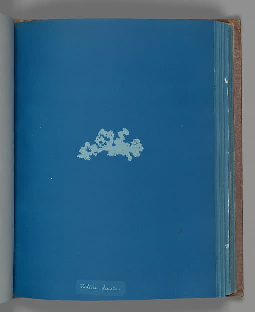 Anna Atkins. Botanical Leaf “Padina deusta”