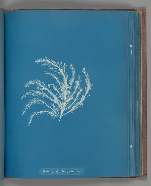 Anna Atkins. Botanical leaf "Rhodomela lycopodoides"
