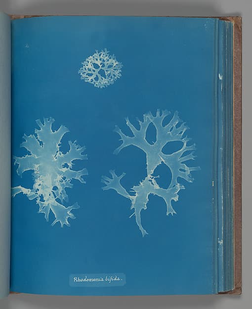Anna Atkins. Botanical Leaf "Rhodomenia bifida"