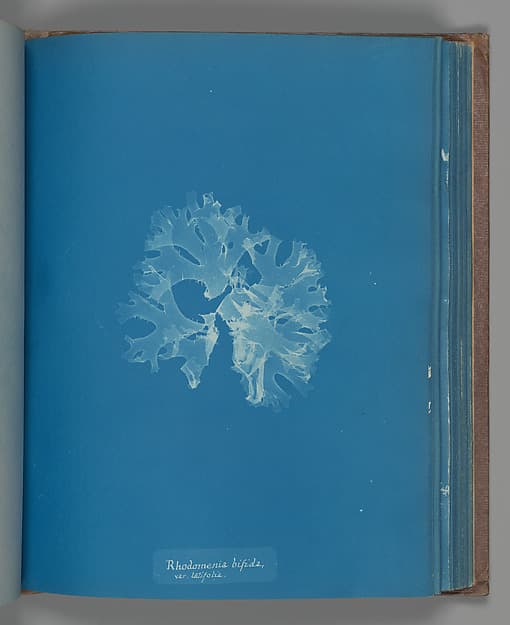 Anna Atkins. Botanical Leaf "Rhodomenia bifida, var. latifolia"