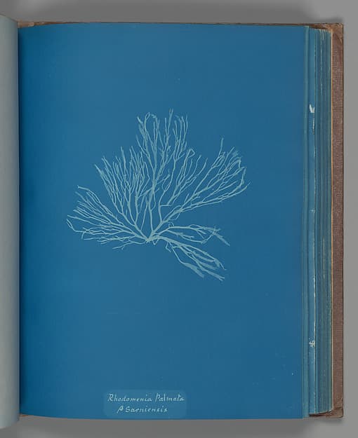Anna Atkins. Botanical Leaf "Rhodomenia Palmata ß Sarniensis"