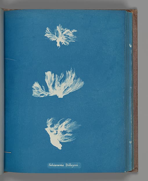 Anna Atkins. Botanical Leaf "Schizonema Dillwynii"