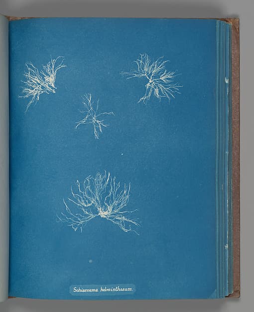 Anna Atkins. Botanical Leaf "Schizonema helminthosum"