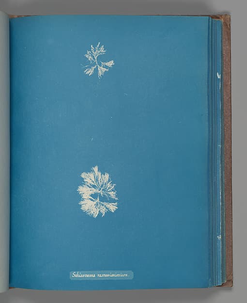 Anna Atkins. Botanical Leaf "Schizonema ramosissimium"