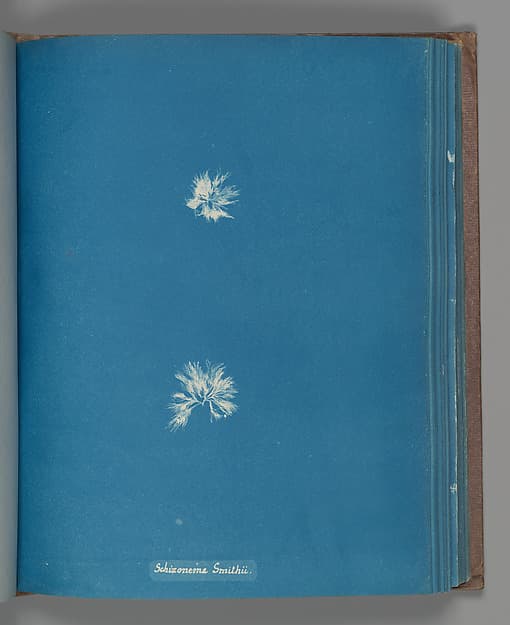 Anna Atkins. Botanical Leaf 'Schizonema Smithii'