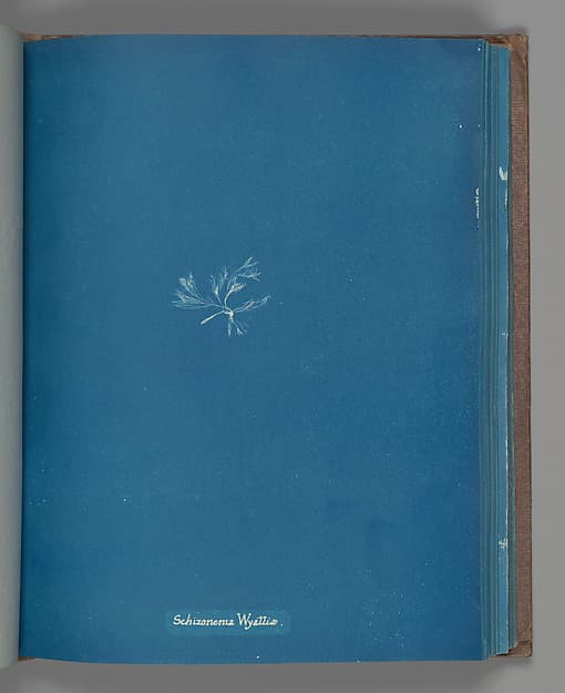 Anna Atkins. Botanical Leaf "Schizonema Wyattiæ"