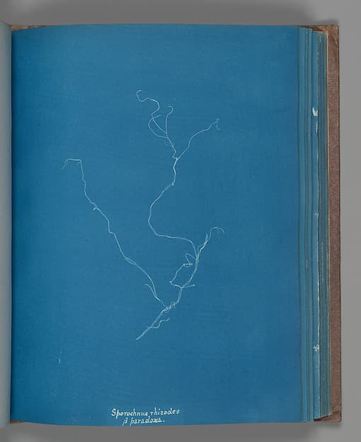 Anna Atkins. Botanical Leaf "Sporochnius rhizodes ß paracloxa"