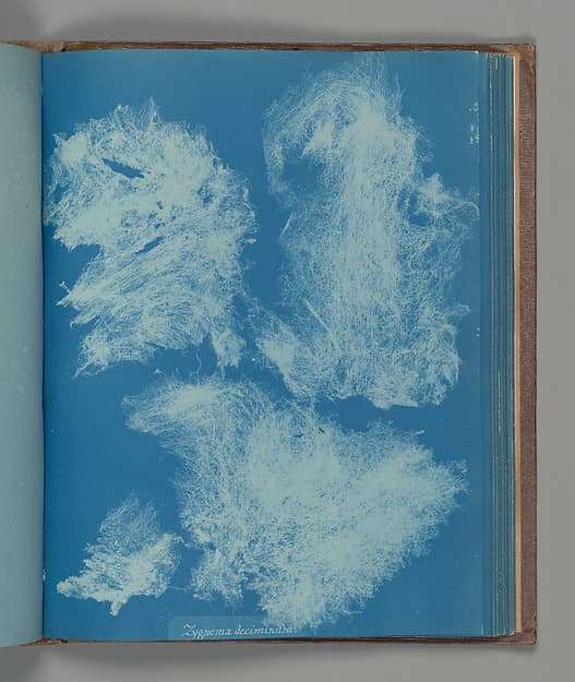 Anna Atkins. Botanical Leaf Zygnema deciminum
